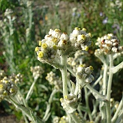 gnaphalium bicolor